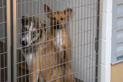 Why Trump’s Immigration Raids Are Worrying Animal Lovers